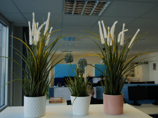 Büro mit Pflanzen