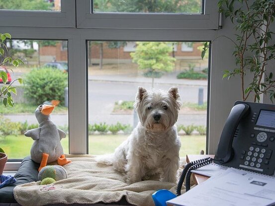 Hund Marley im Büro vorm Fenster